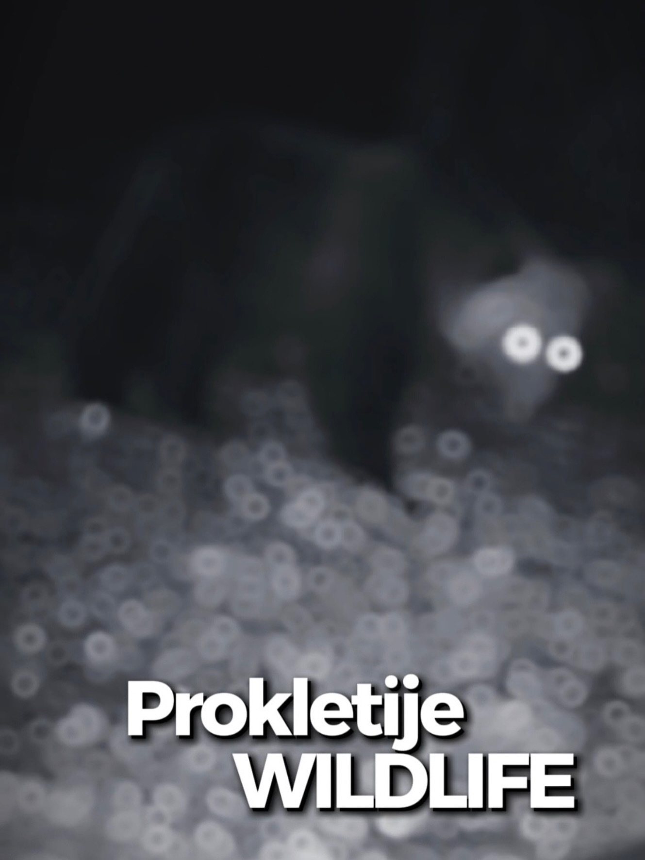 In the shadows of Prokletije, something awakens. 🐻

Montenegro wild beauty. ❤️