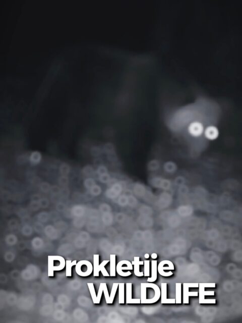 In the shadows of Prokletije, something awakens. 🐻
Montenegro wild beauty. ❤️